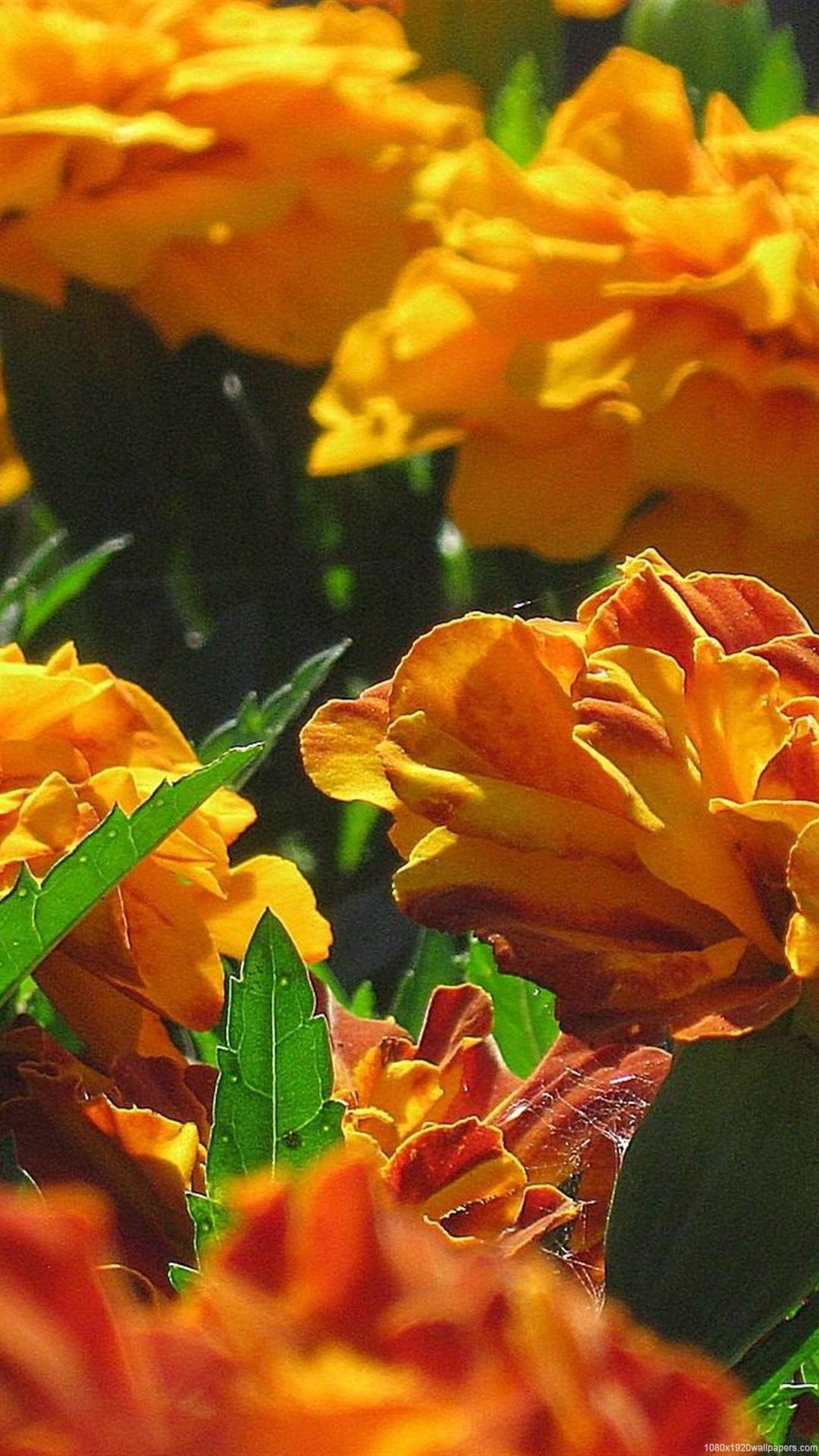 Bright Floral Wallpapers Top Free Bright Floral Backgrounds