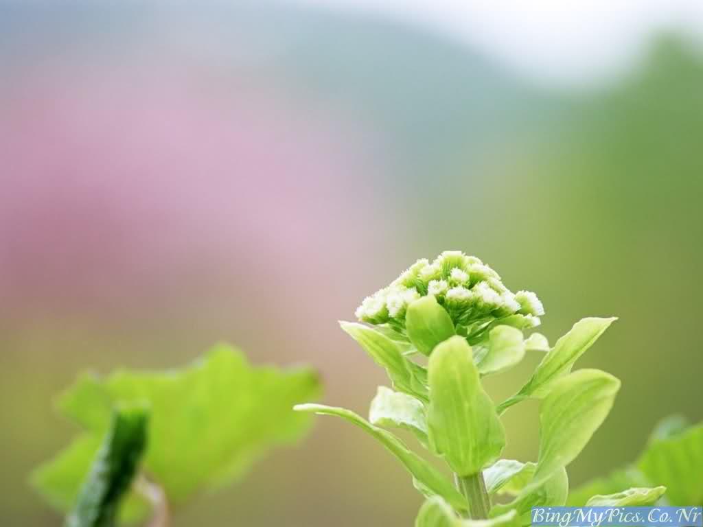 Pleasant Wallpapers Top Free Pleasant Backgrounds WallpaperAccess