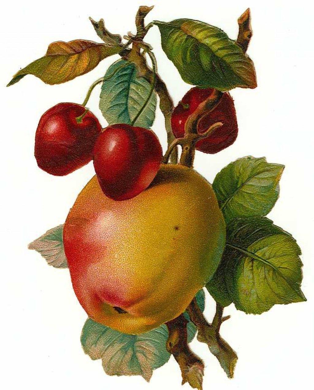 Vintage Fruit Wallpapers Top Free Vintage Fruit Backgrounds WallpaperAccess