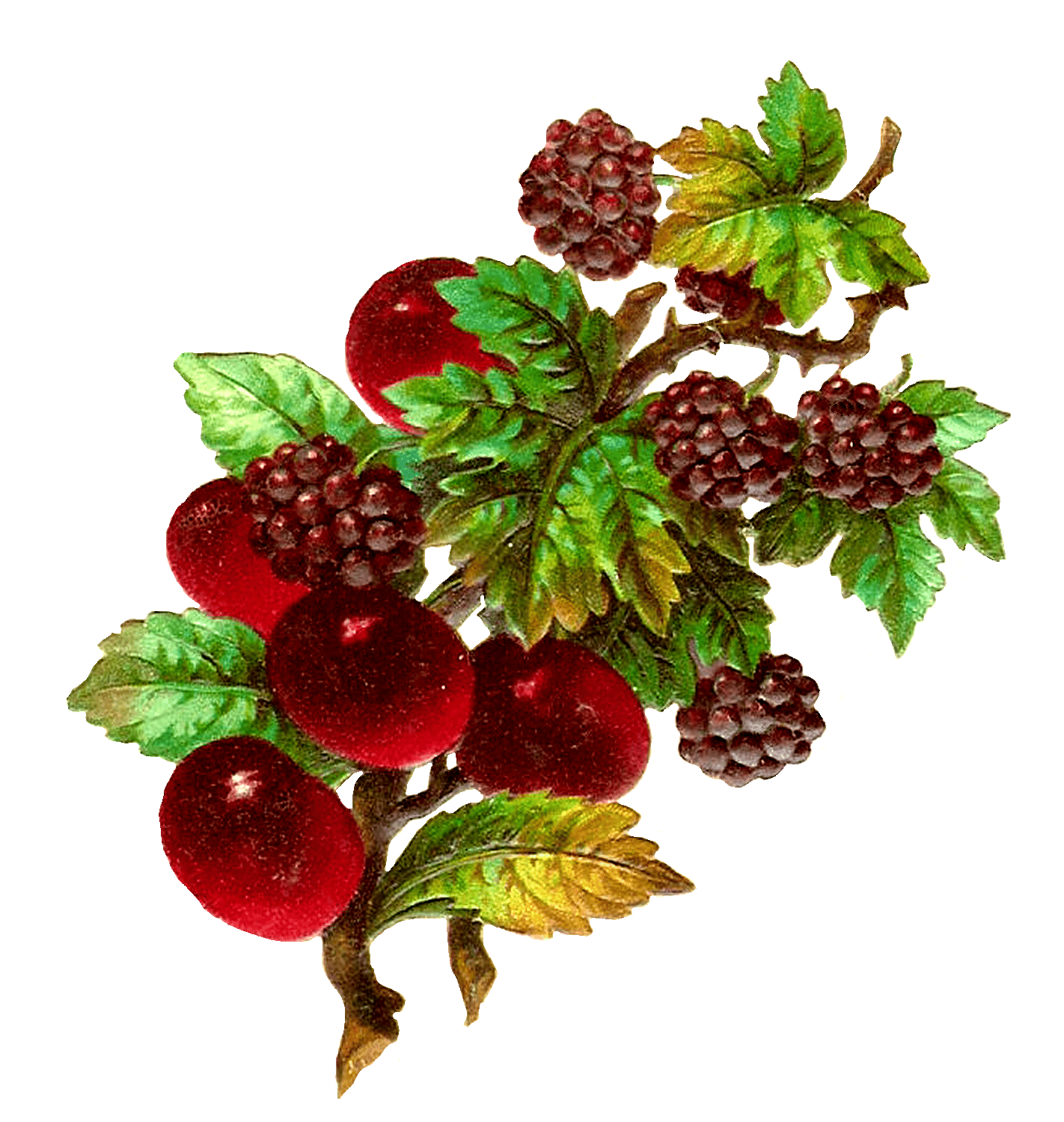 Vintage Fruit Wallpapers Top Free Vintage Fruit Backgrounds