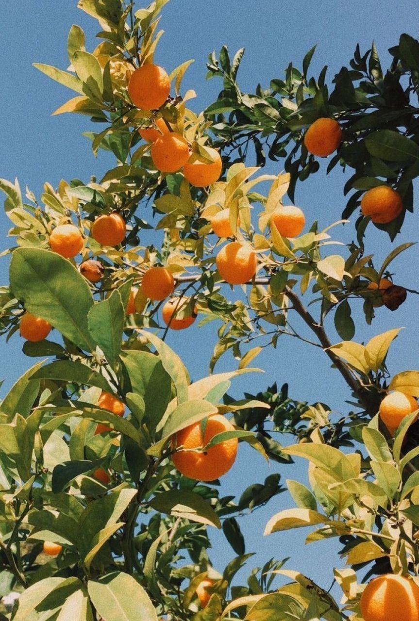 Vintage Fruit Wallpapers Top Free Vintage Fruit Backgrounds WallpaperAccess