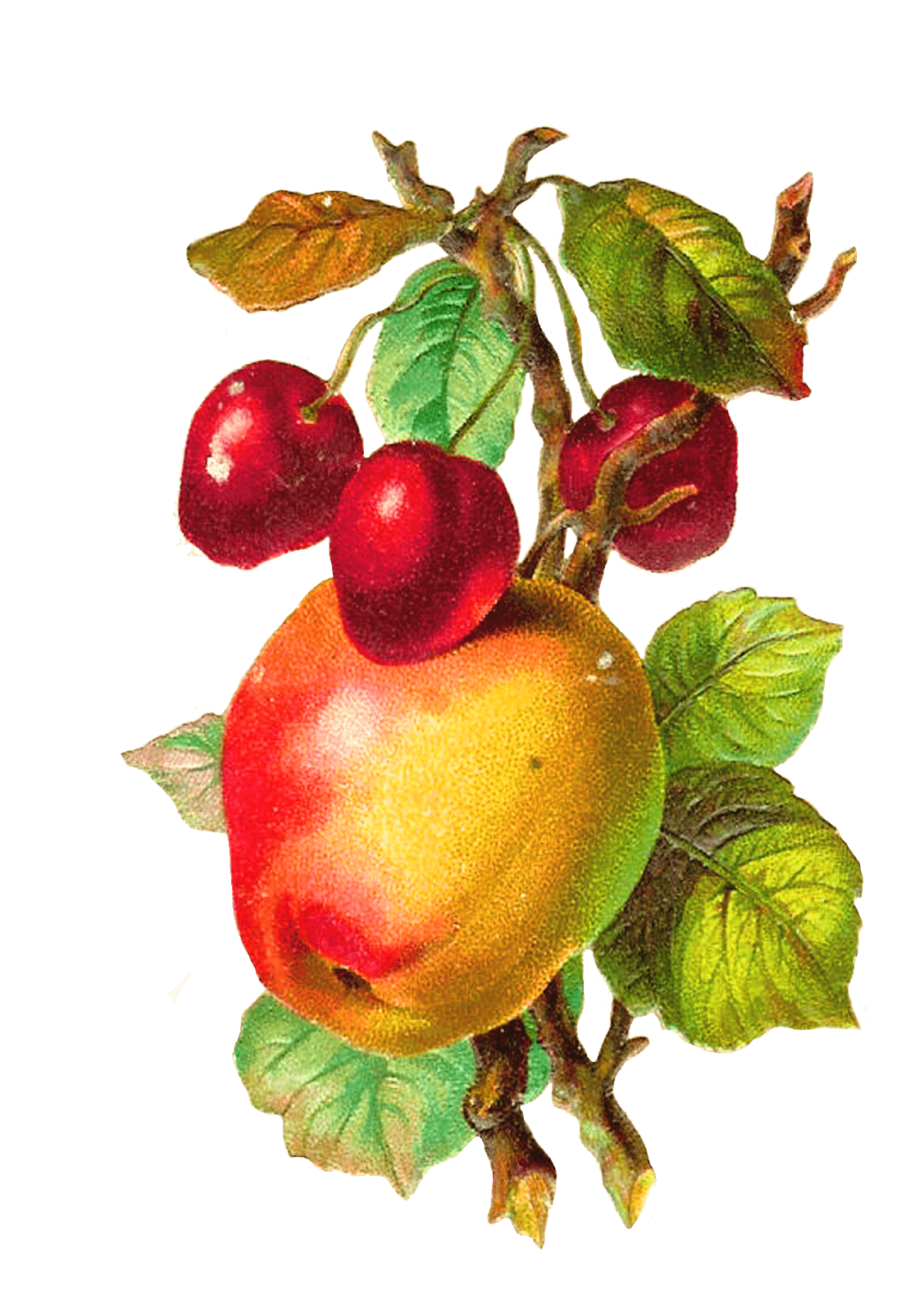 Vintage Fruit Wallpapers Top Free Vintage Fruit Backgrounds