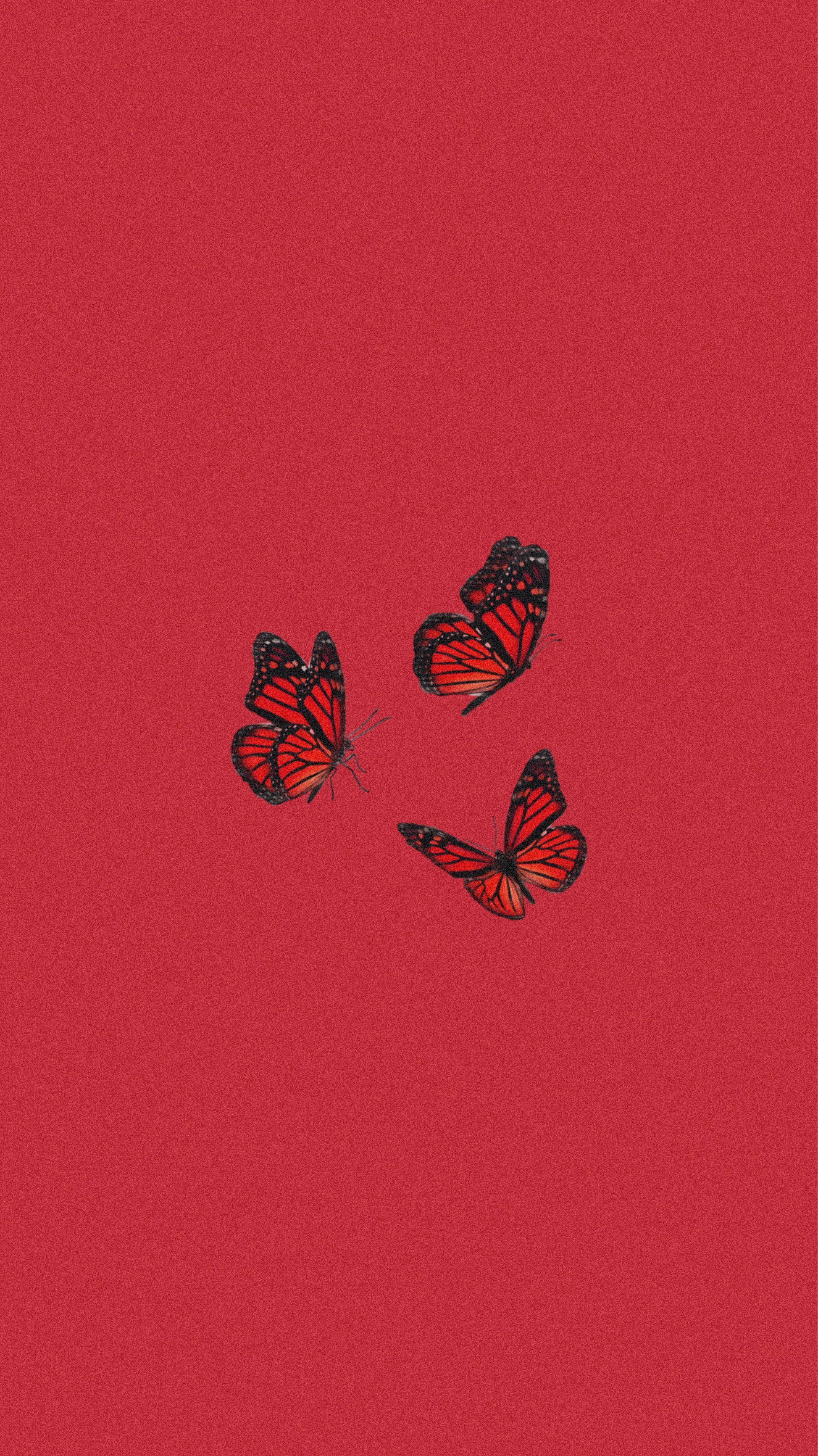 Cute Red Butterfly Wallpapers Top Free Cute Red Butterfly Backgrounds