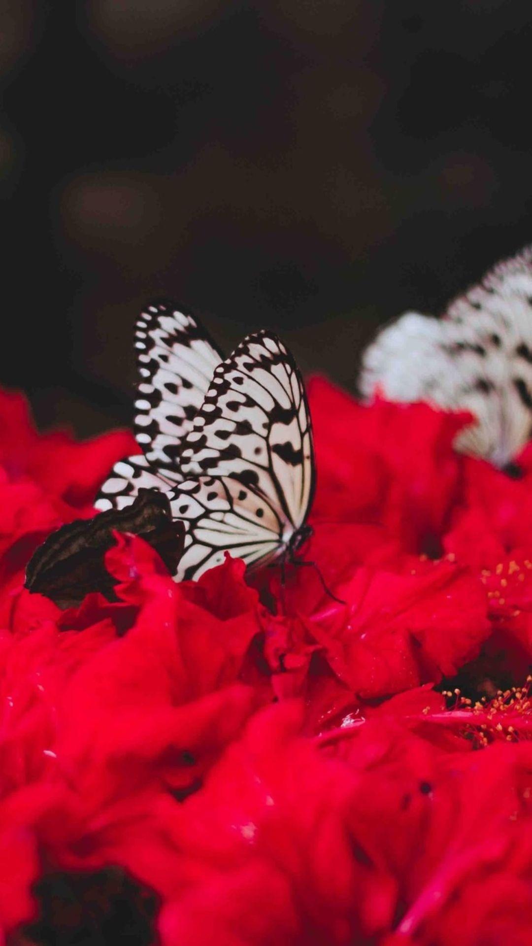 Cute Red Butterfly Wallpapers Top Free Cute Red Butterfly Backgrounds