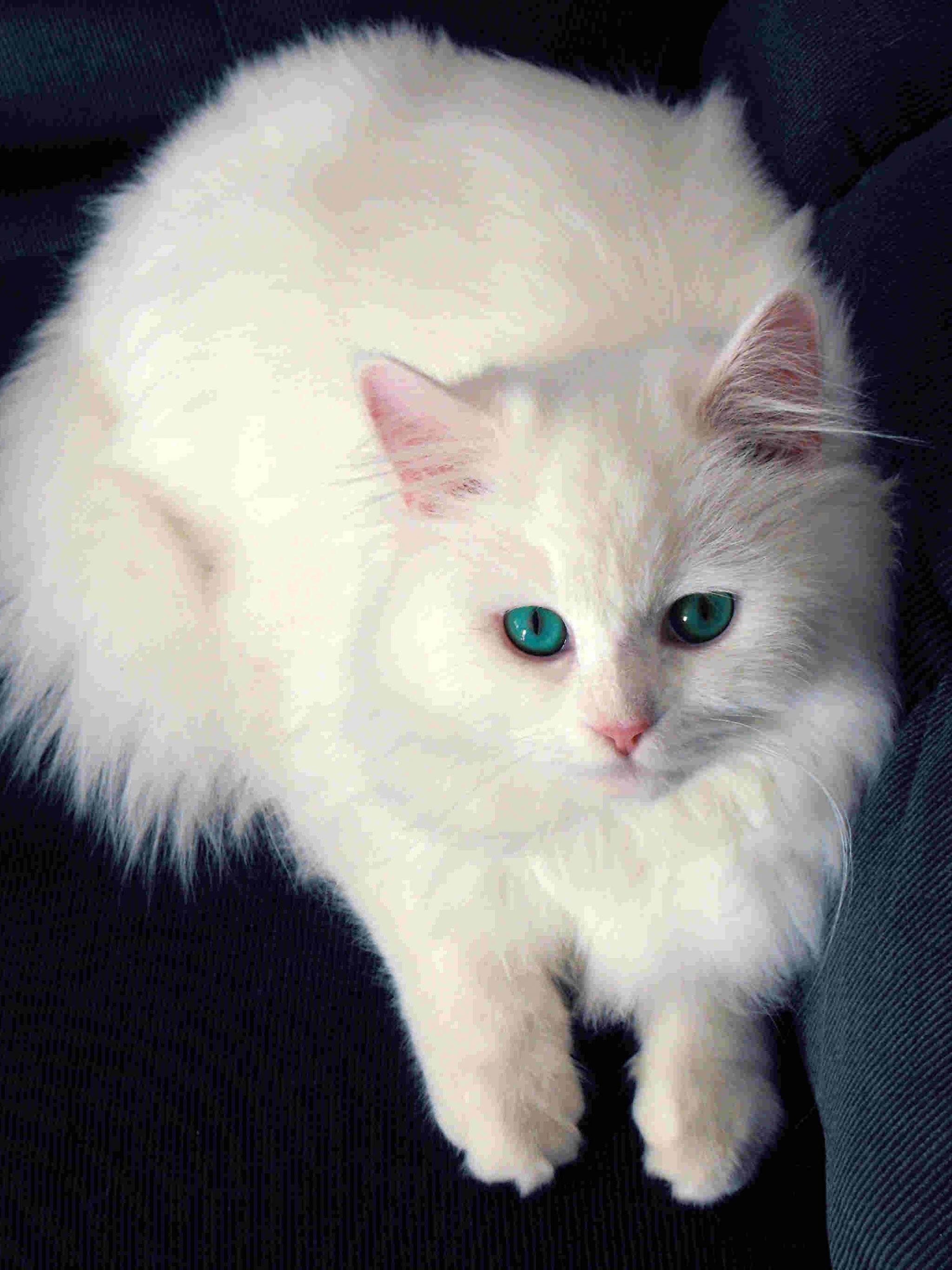 Beautiful White Cats Wallpapers Top Free Beautiful White Cats