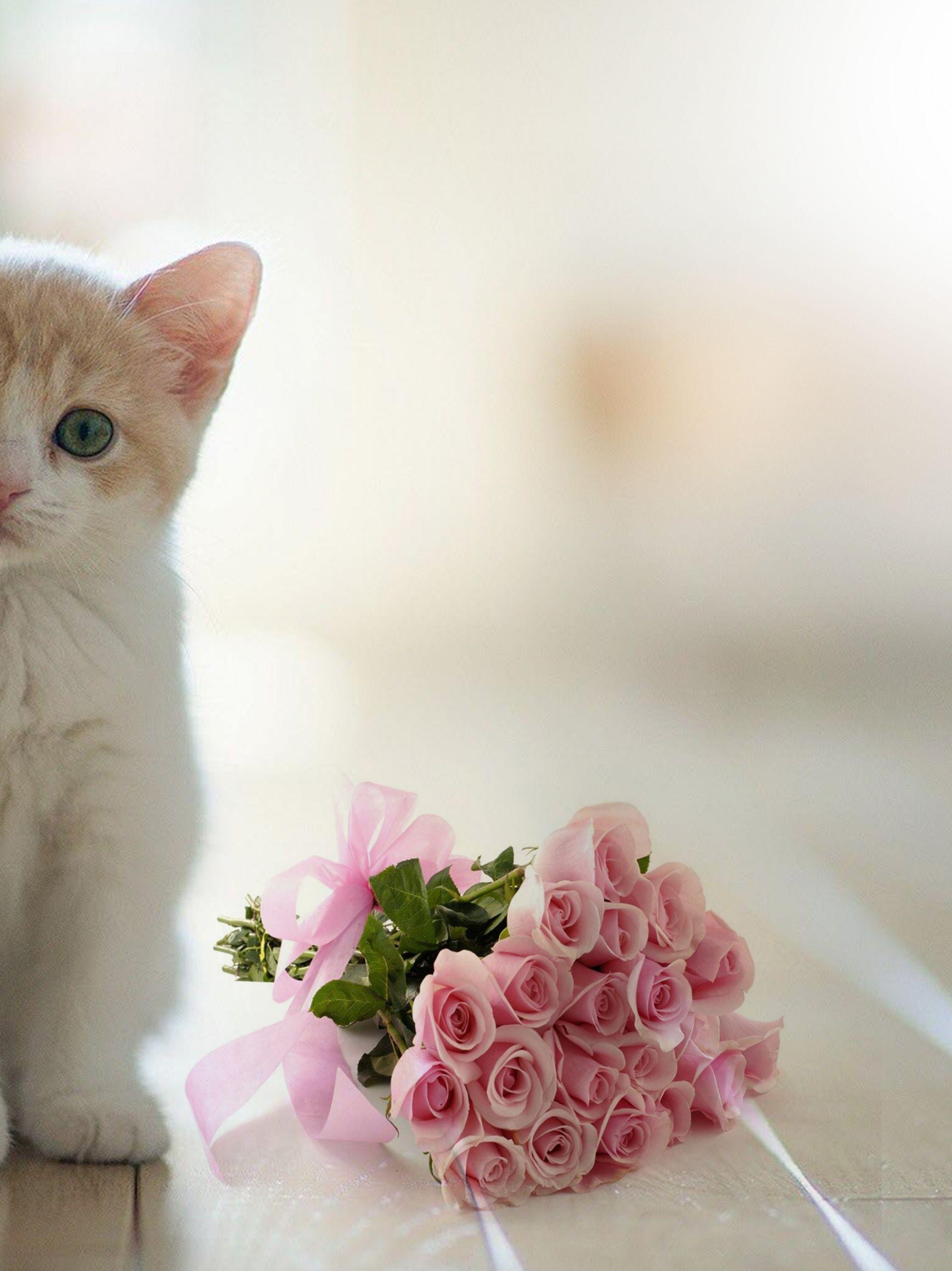 Beautiful White Cats Wallpapers Top Free Beautiful White Cats