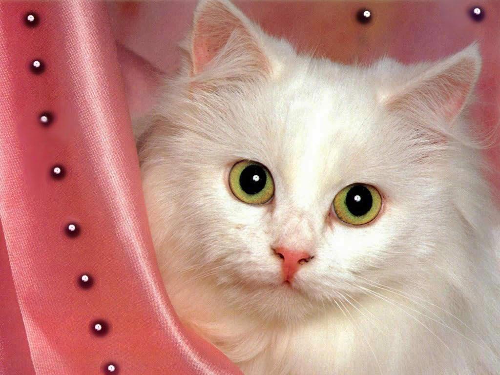 Beautiful White Cats Wallpapers Top Free Beautiful White Cats