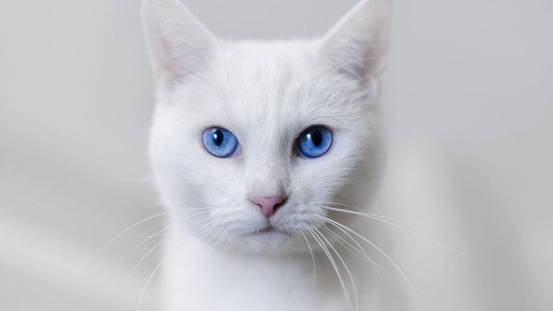 Beautiful White Cats Wallpapers Top Free Beautiful White Cats