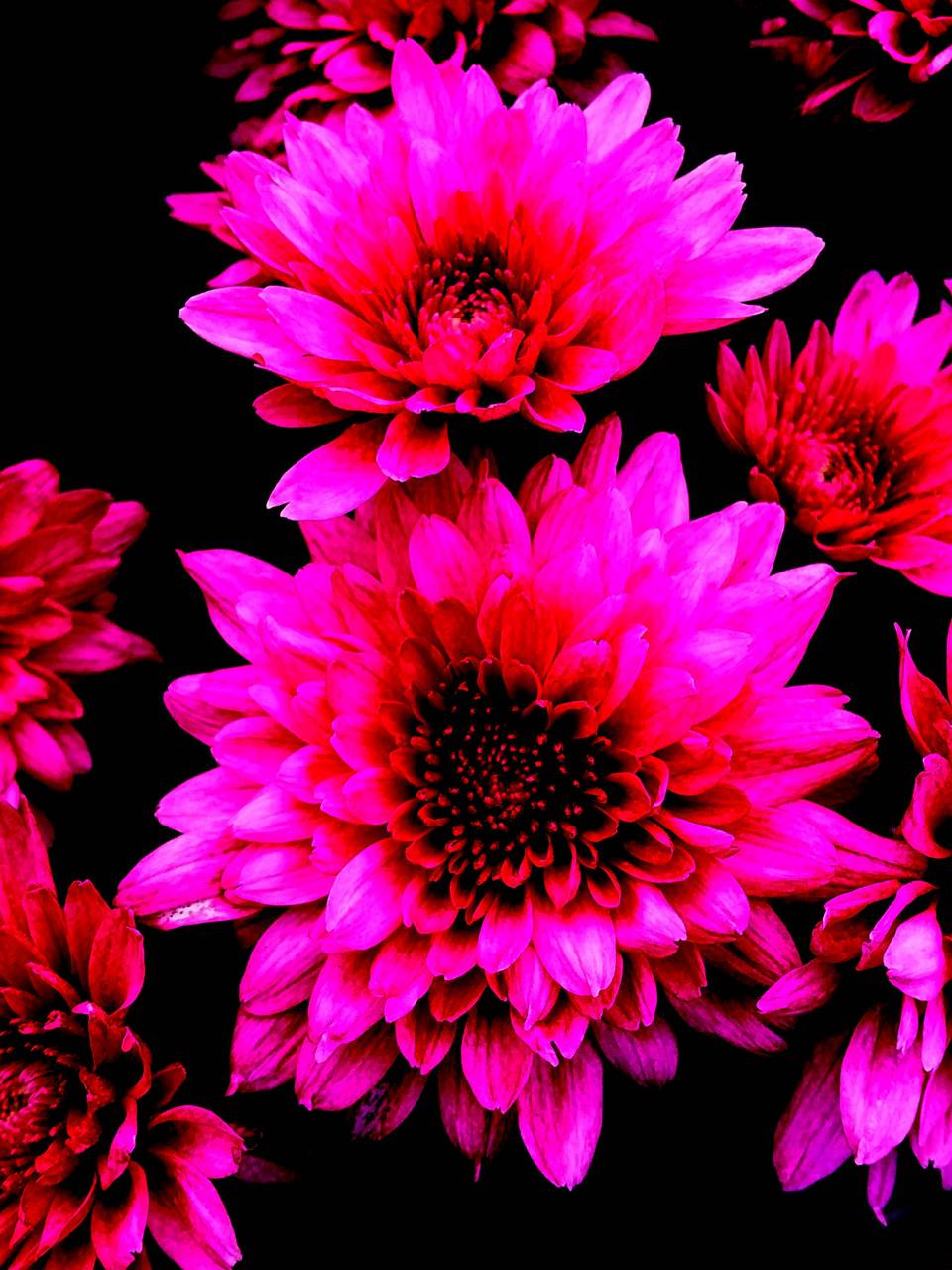 Neon Pink Flower Wallpapers Top Free Neon Pink Flower Backgrounds
