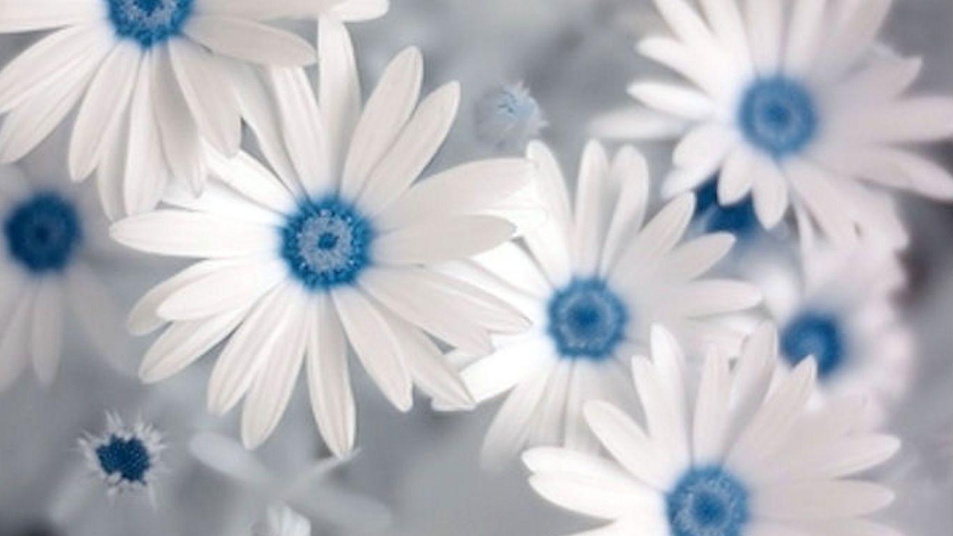 Blue and White Flower Wallpapers Top Free Blue and White Flower