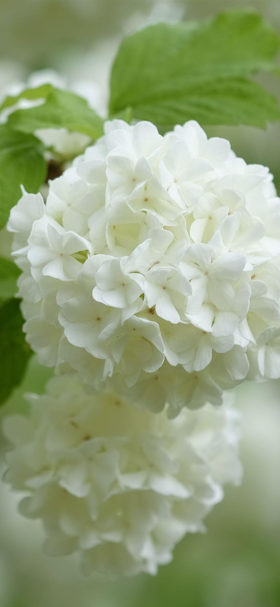 White Hydrangea Wallpapers Top Free White Hydrangea Backgrounds