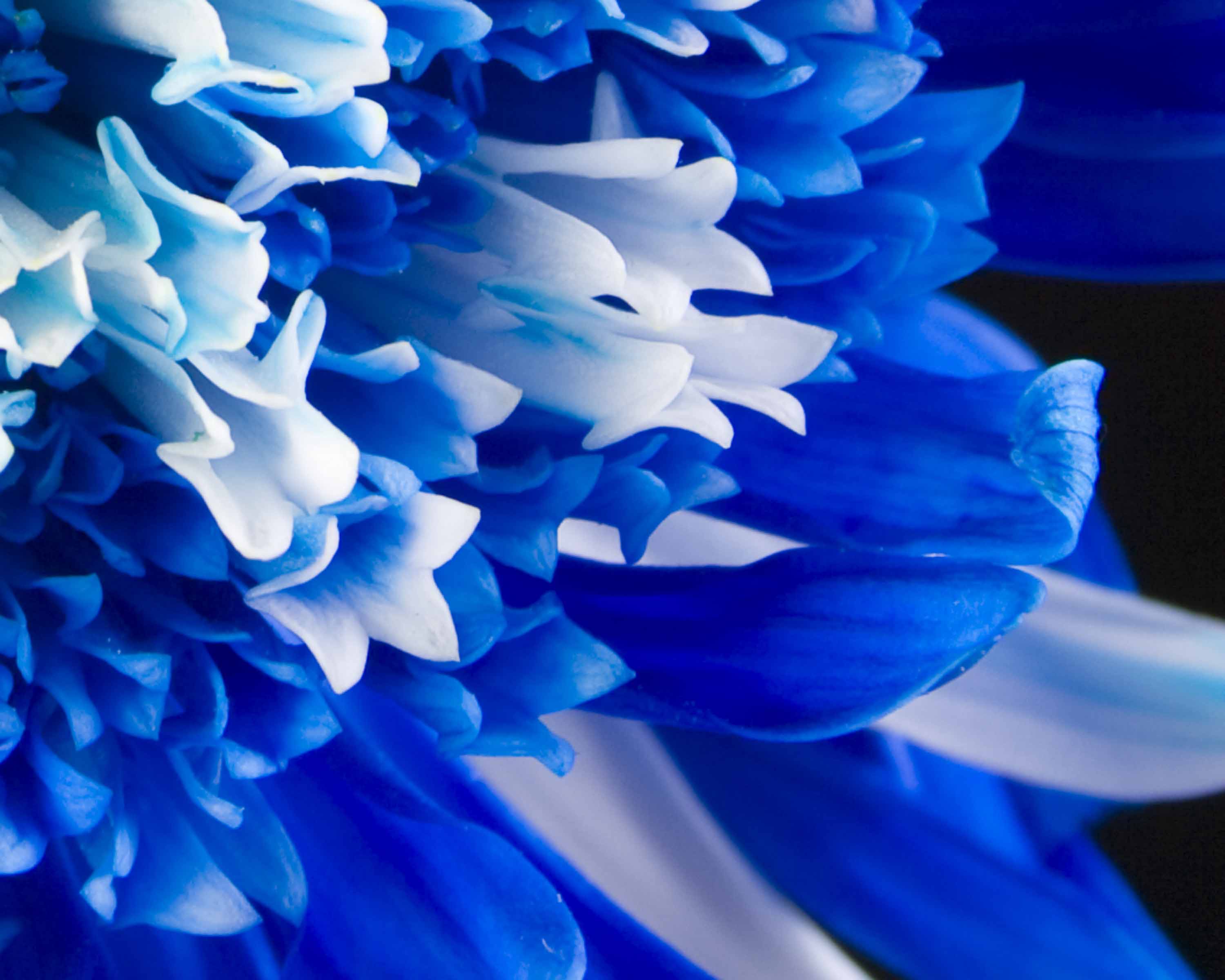 Blue and White Flower Wallpapers Top Free Blue and White Flower