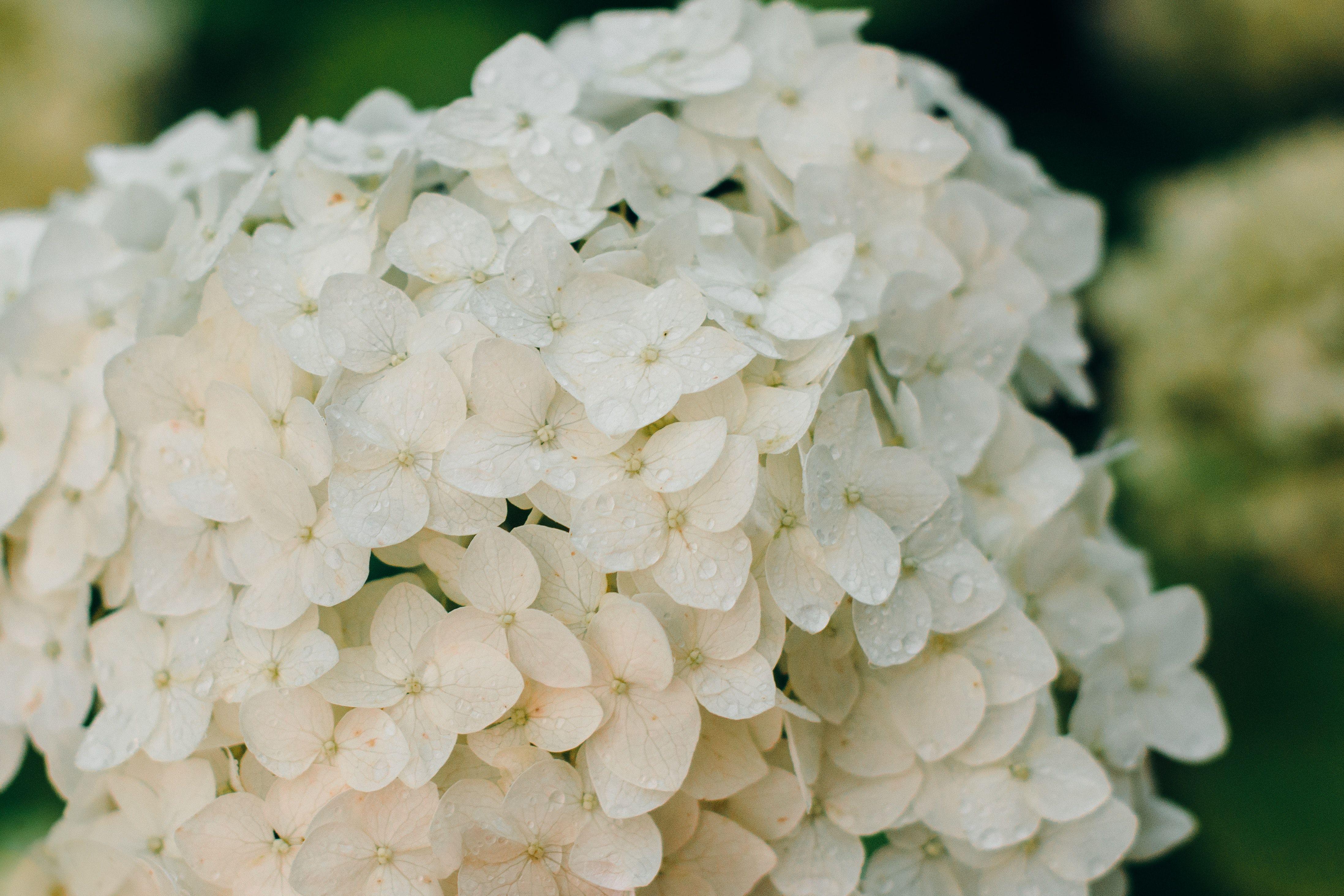 White Hydrangea Wallpapers Top Free White Hydrangea Backgrounds