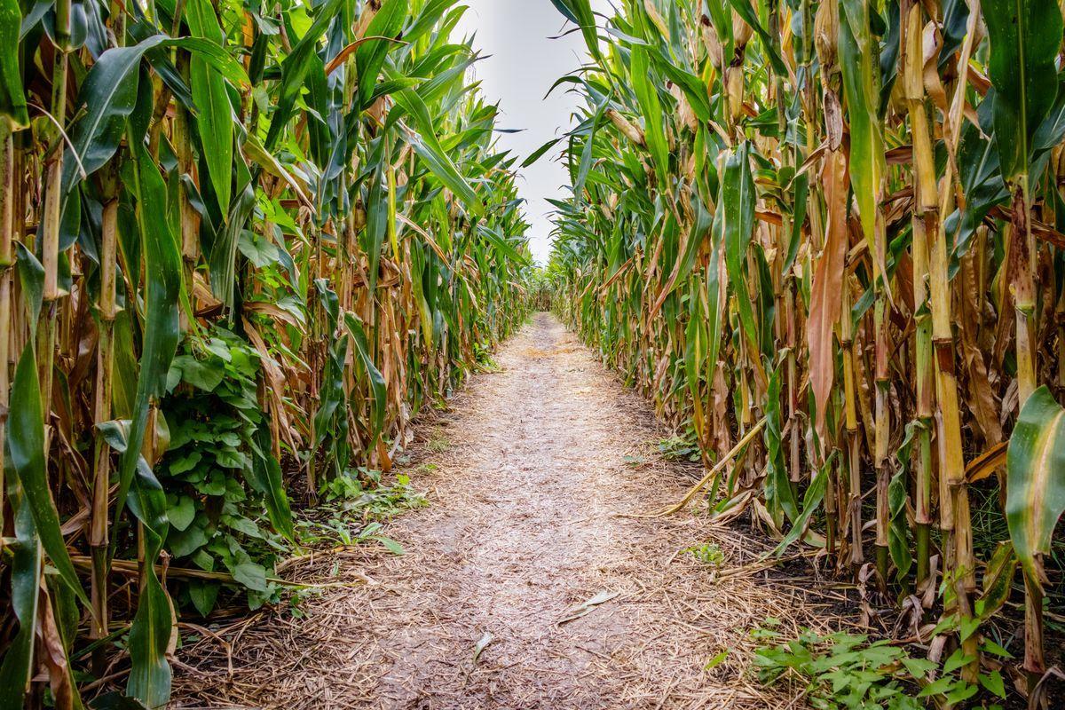 Corn Maze Wallpapers Top Free Corn Maze Backgrounds WallpaperAccess