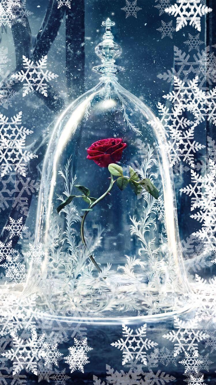 Beauty And The Beast Rose Wallpapers Top Free Beauty And The Beast