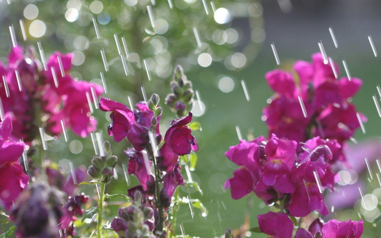 April Showers Wallpapers Top Free April Showers Backgrounds