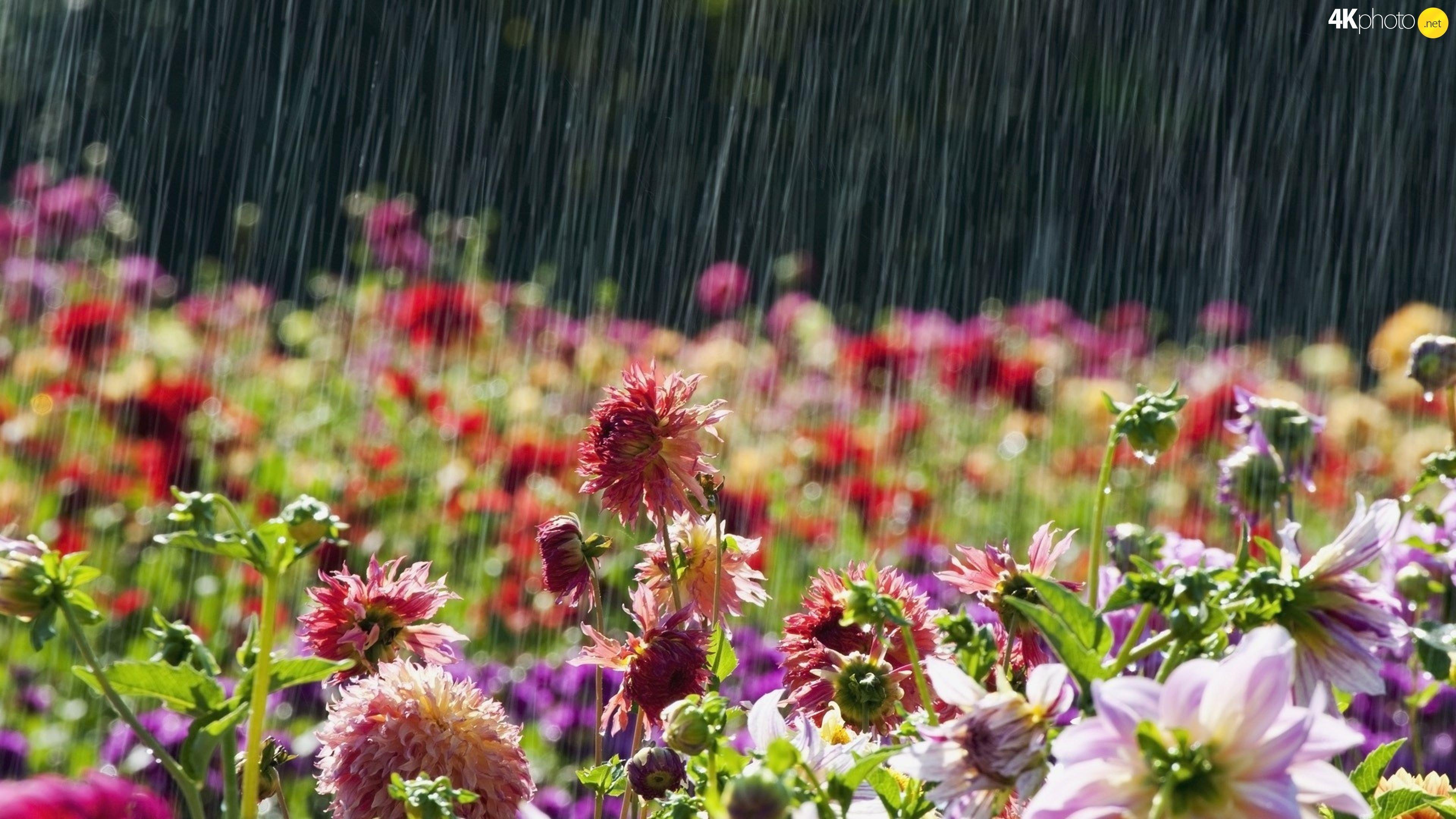April Showers Wallpapers Top Free April Showers Backgrounds