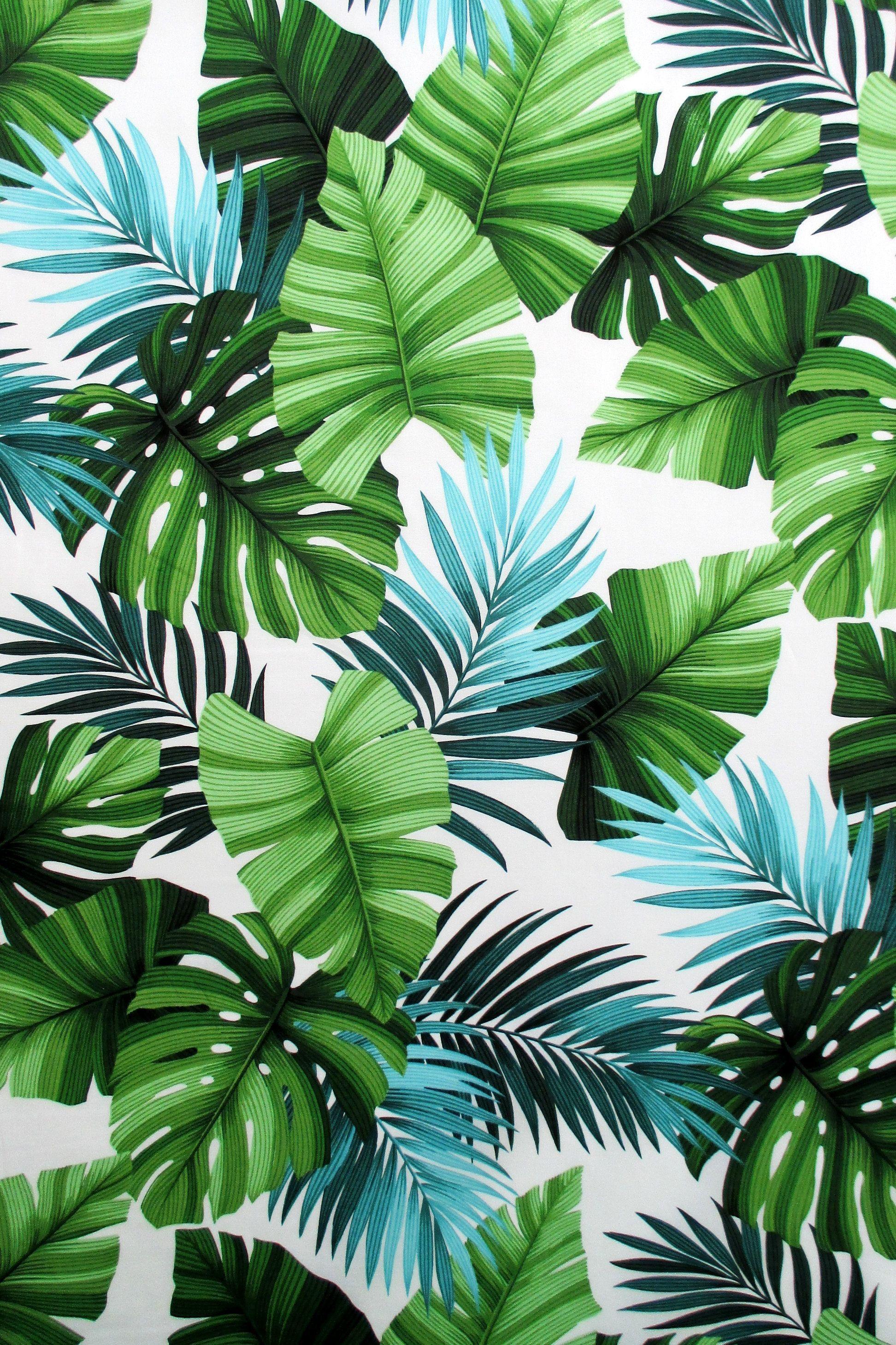 Coconut Leaf Wallpapers Top Free Coconut Leaf Backgrounds
