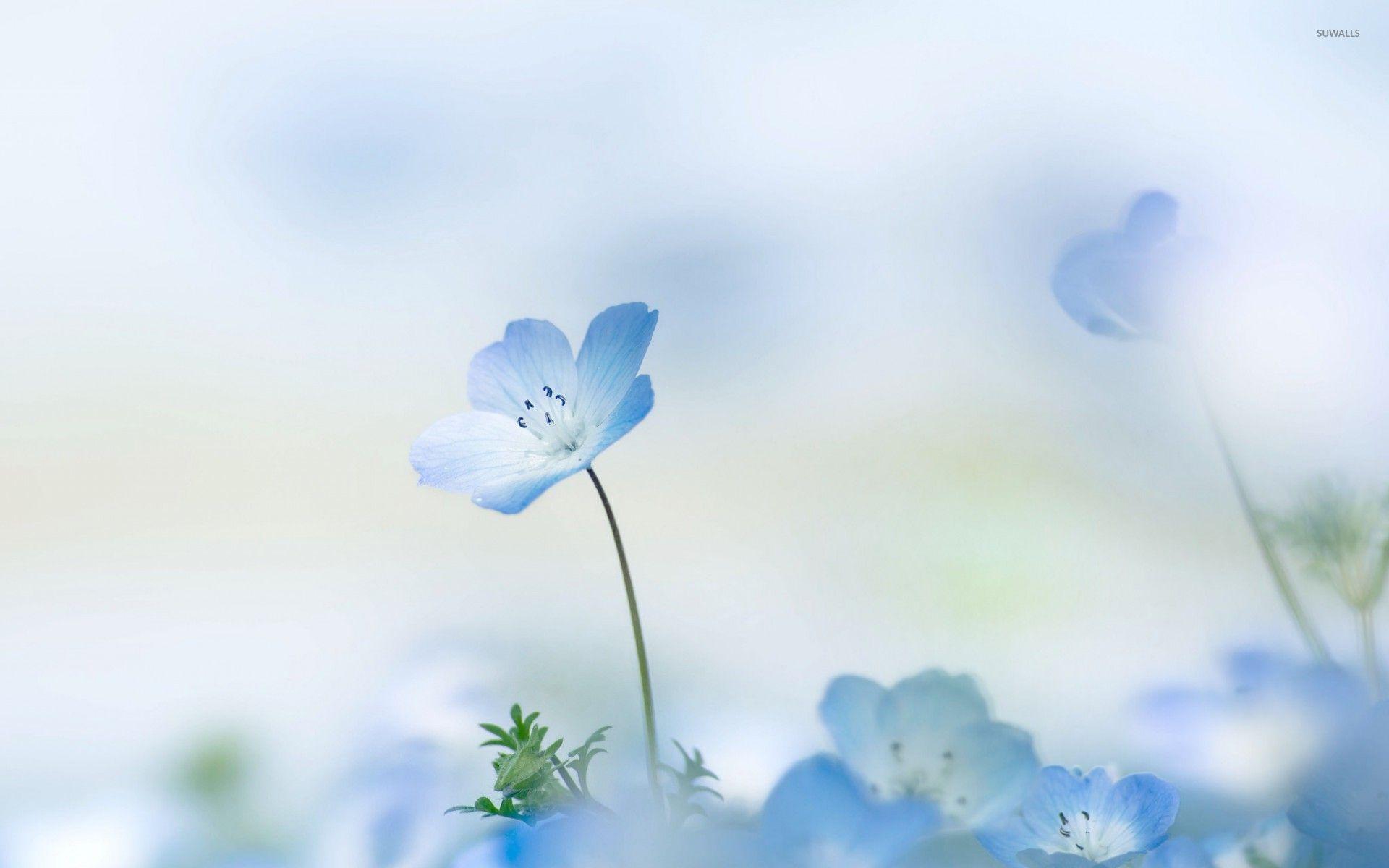 Light Blue Flower Wallpapers Top Free Light Blue Flower Backgrounds