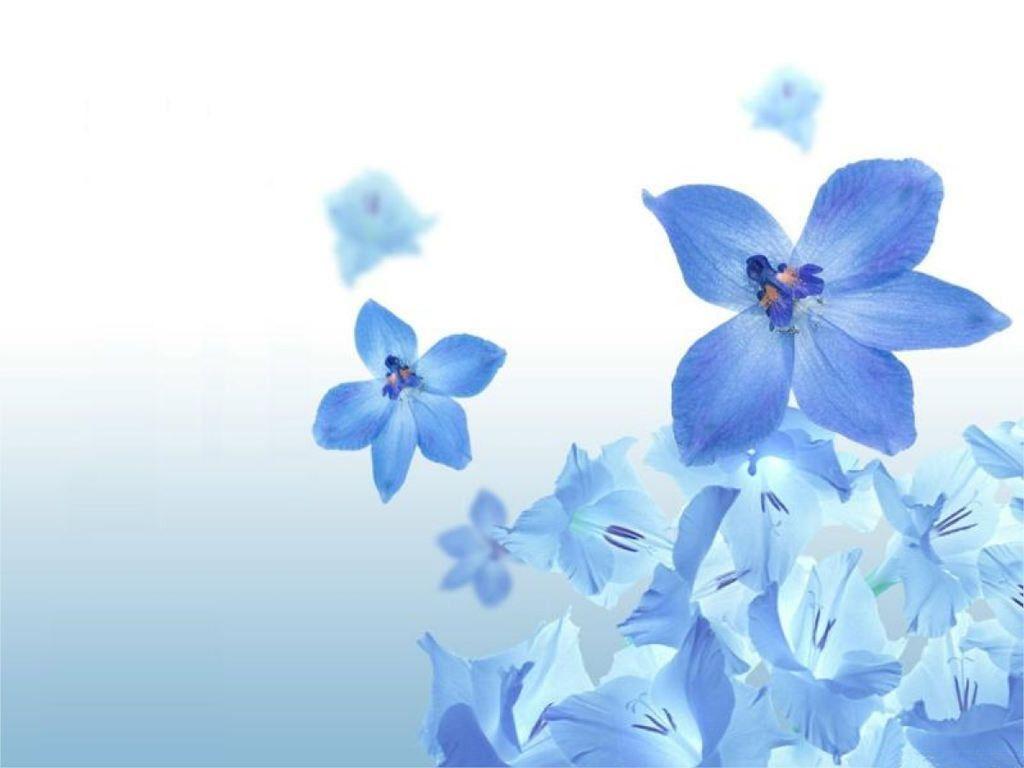 Light Blue Flower Wallpapers Top Free Light Blue Flower Backgrounds