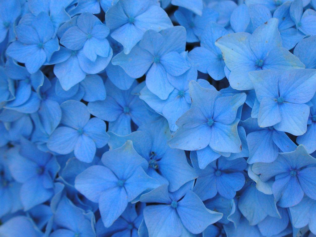 Blue Big Flower Wallpaper 500 Blue Flower Pictures Hd Download Free