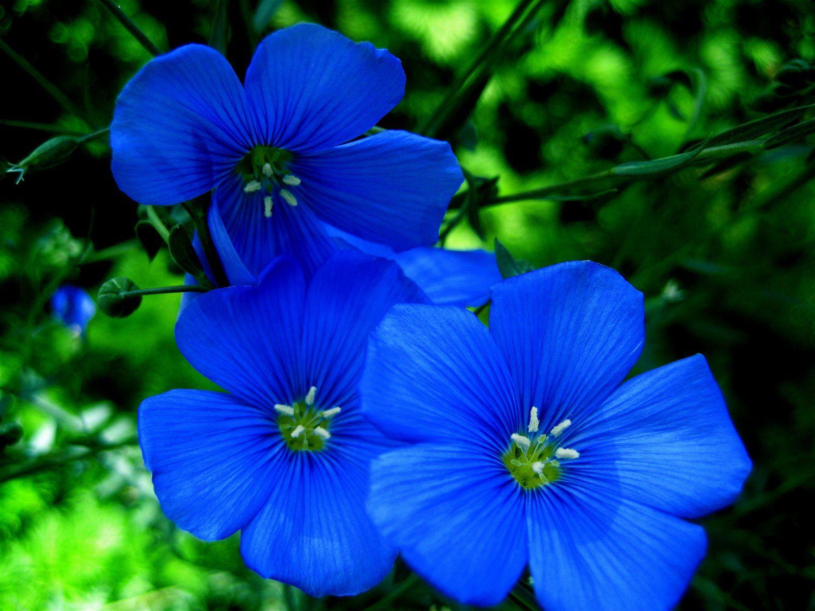 Beautiful Blue Flowers Wallpapers Top Free Beautiful Blue Flowers