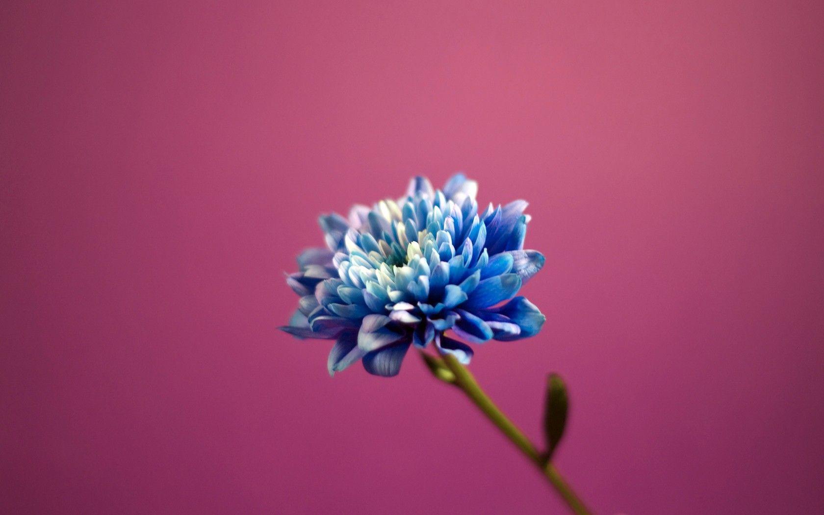 Pink and Blue Flowers Wallpapers Top Free Pink and Blue Flowers