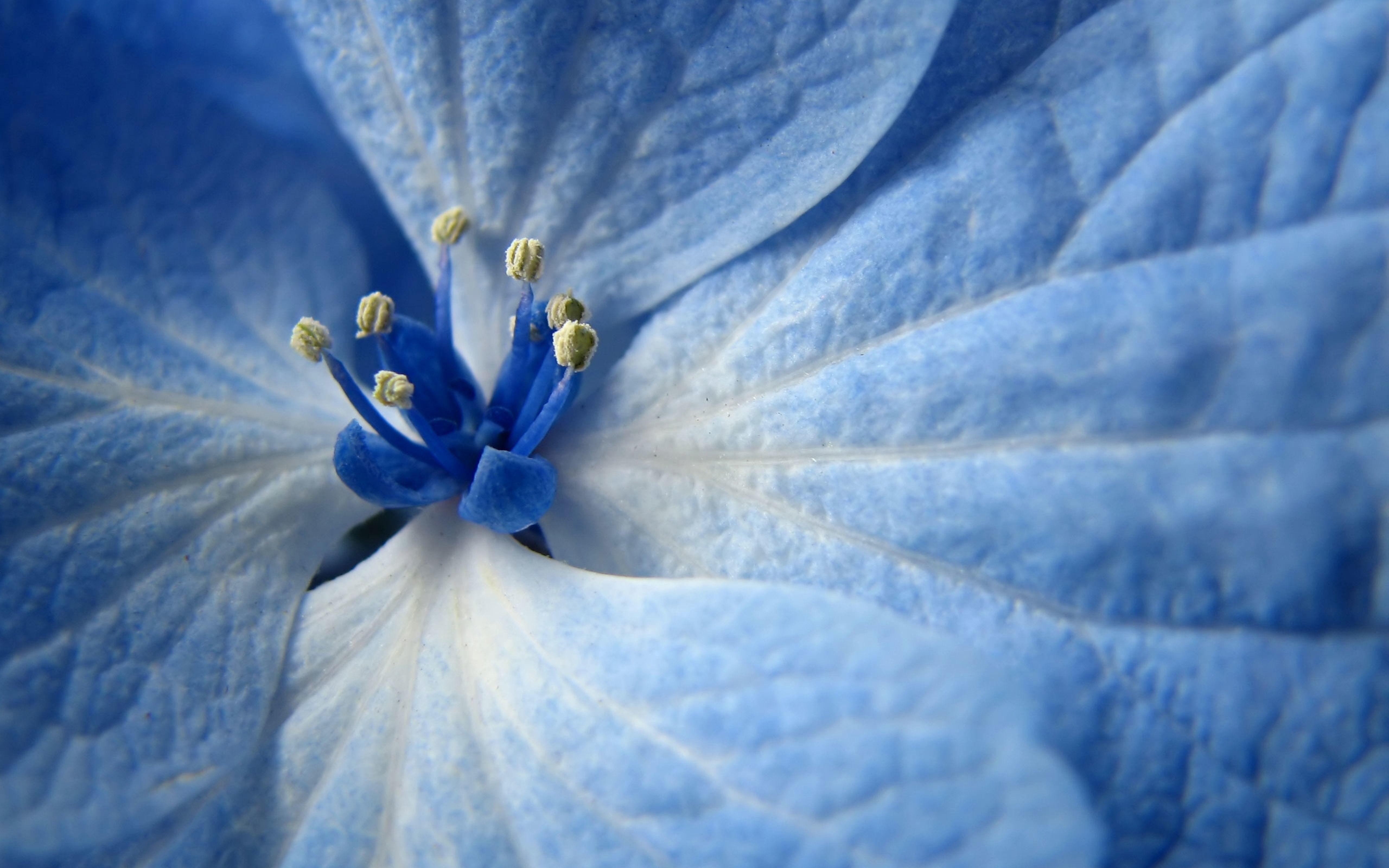 Beautiful Blue Flowers Wallpapers Top Free Beautiful Blue Flowers