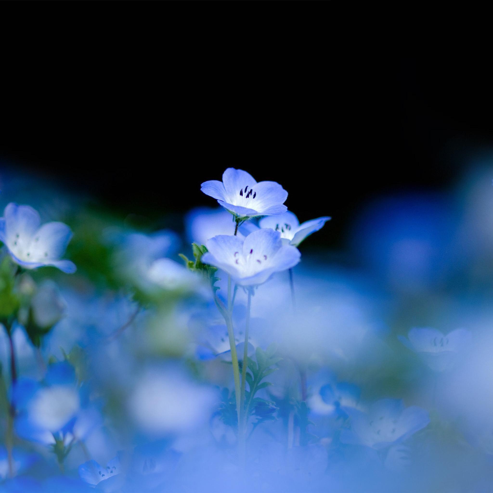 Light Blue Flower Wallpapers Top Free Light Blue Flower Backgrounds