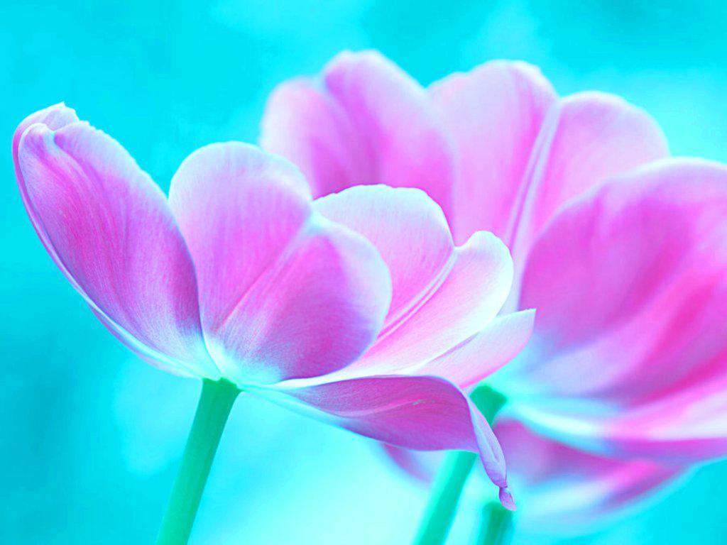 Pink and Blue Flowers Wallpapers Top Free Pink and Blue Flowers