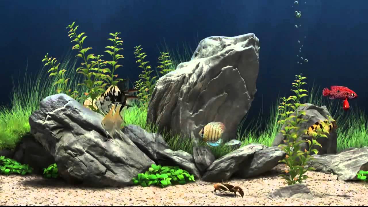 Aquarium Fish Tank Wallpapers Top Free Aquarium Fish Tank Backgrounds