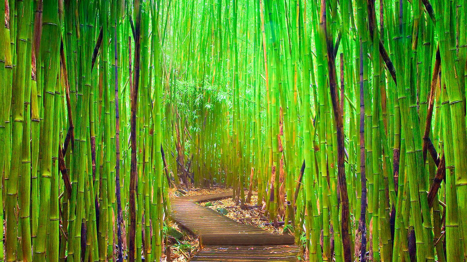 Bamboo Forest HD Wallpapers Top Free Bamboo Forest HD Backgrounds