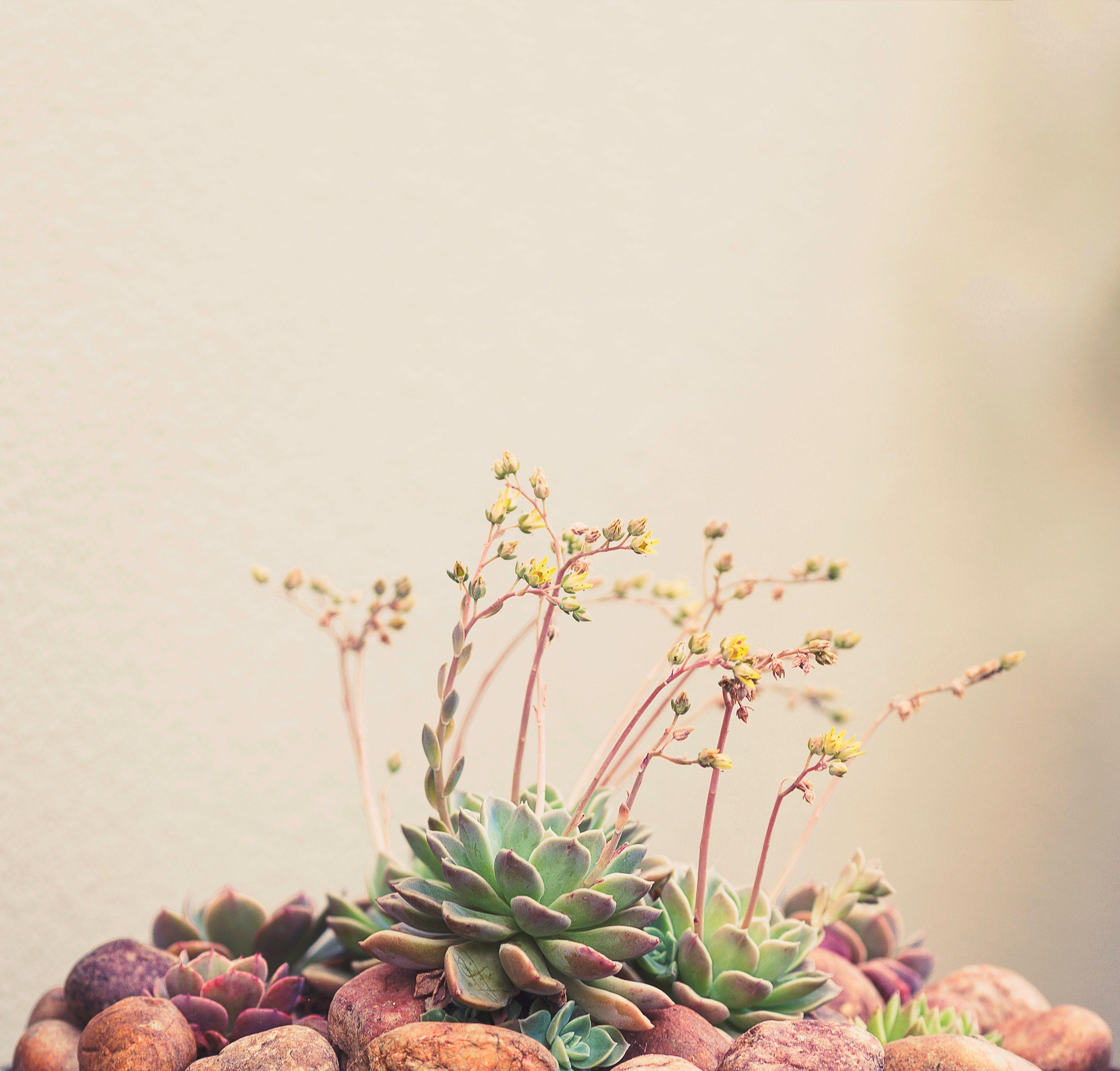 Earthy Wallpapers Top Free Earthy Backgrounds WallpaperAccess