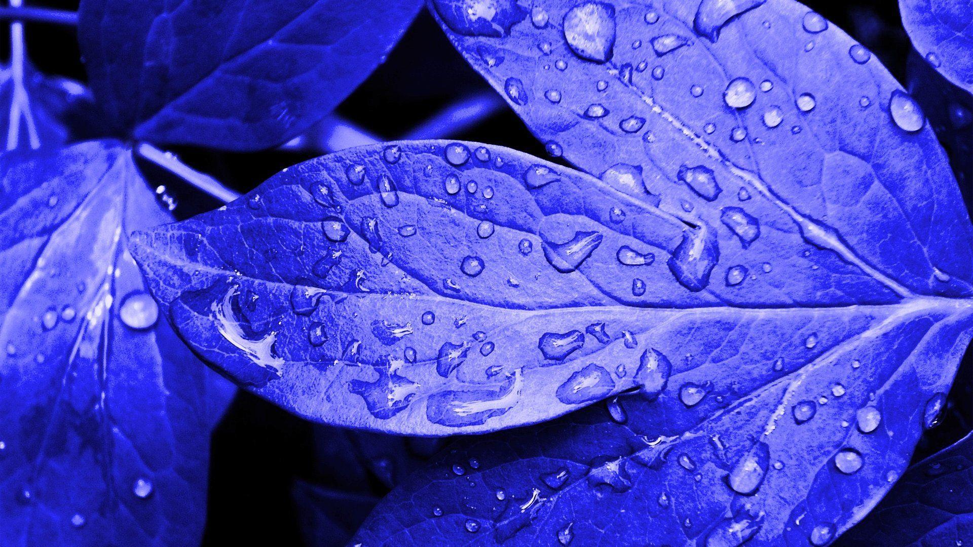Blue Leaf Wallpapers Top Free Blue Leaf Backgrounds WallpaperAccess