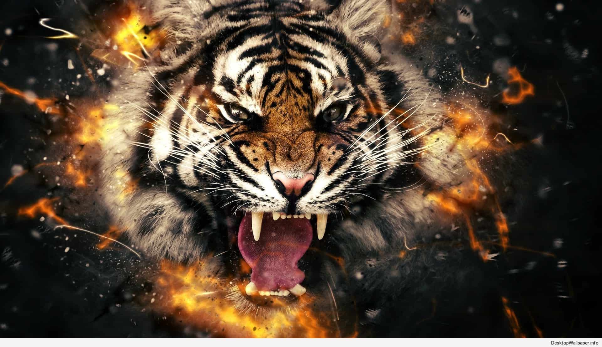 Tiger and Dragon Wallpapers Top Free Tiger and Dragon Backgrounds