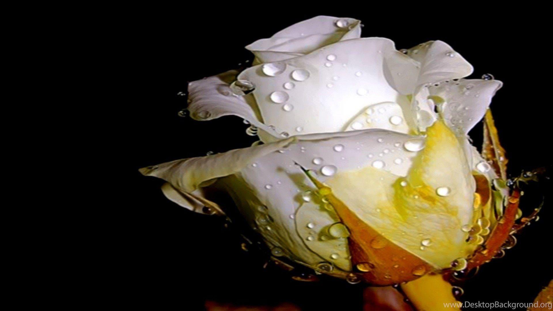 Rose Water Wallpapers Top Free Rose Water Backgrounds WallpaperAccess