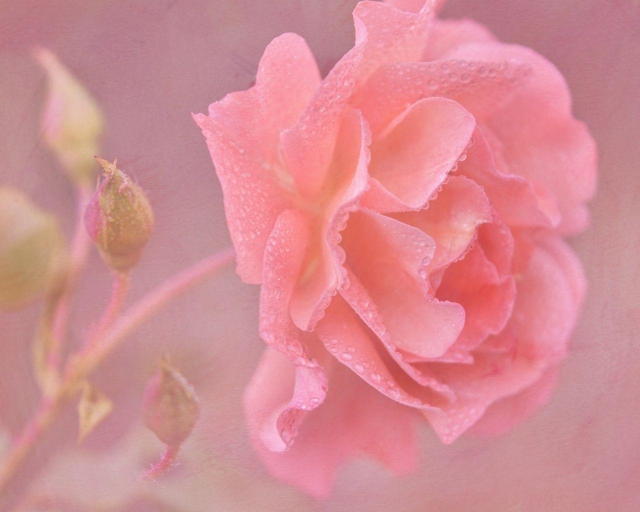 Rose Water Wallpapers Top Free Rose Water Backgrounds WallpaperAccess