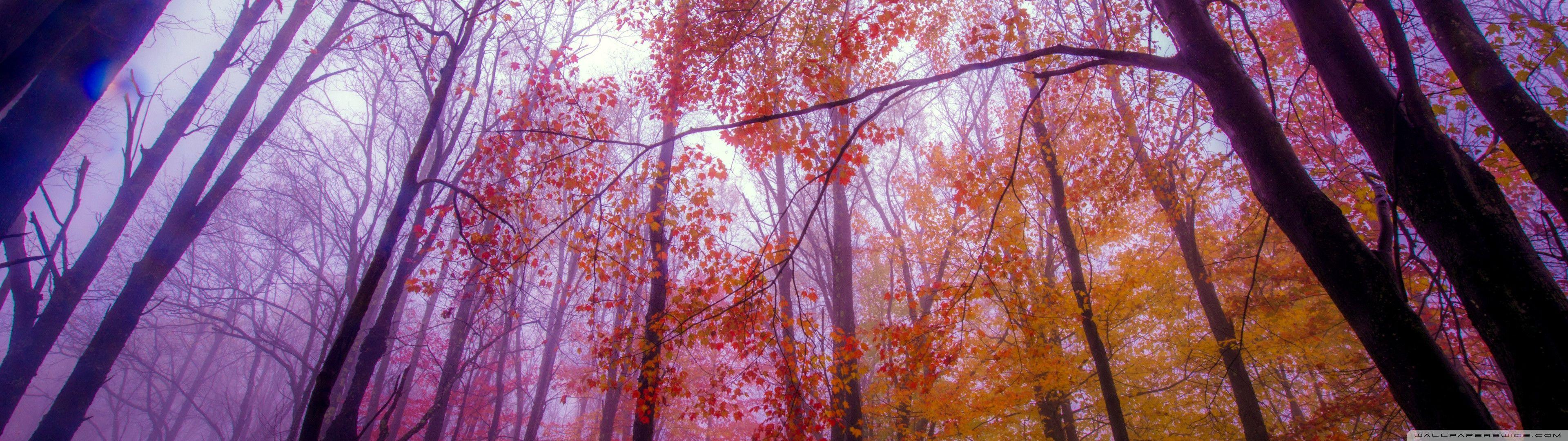 Pink Dual Monitor Wallpapers Top Free Pink Dual Monitor Backgrounds