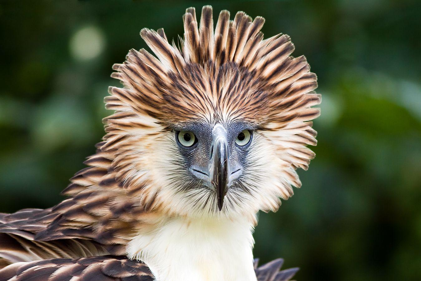 Philippine Eagle Wallpapers Top Free Philippine Eagle Backgrounds