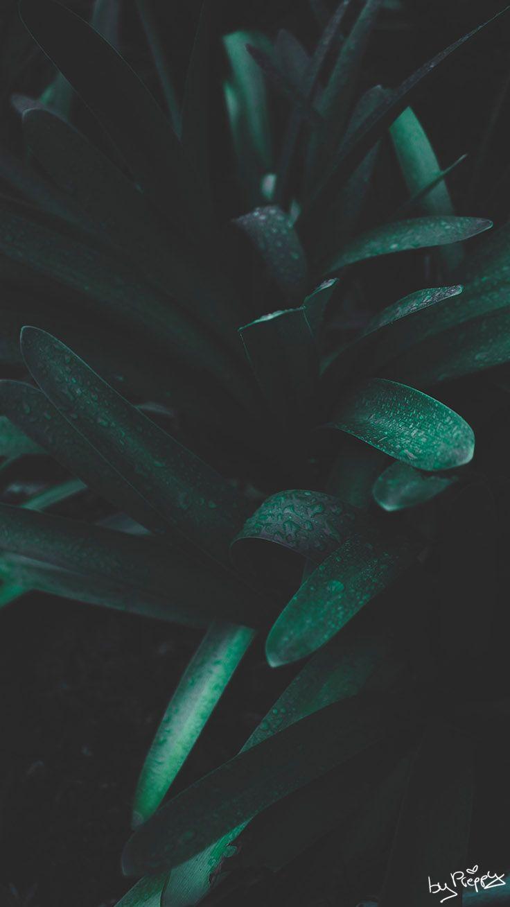 Green Iphone X Wallpapers Top Free Green Iphone X Backgrounds