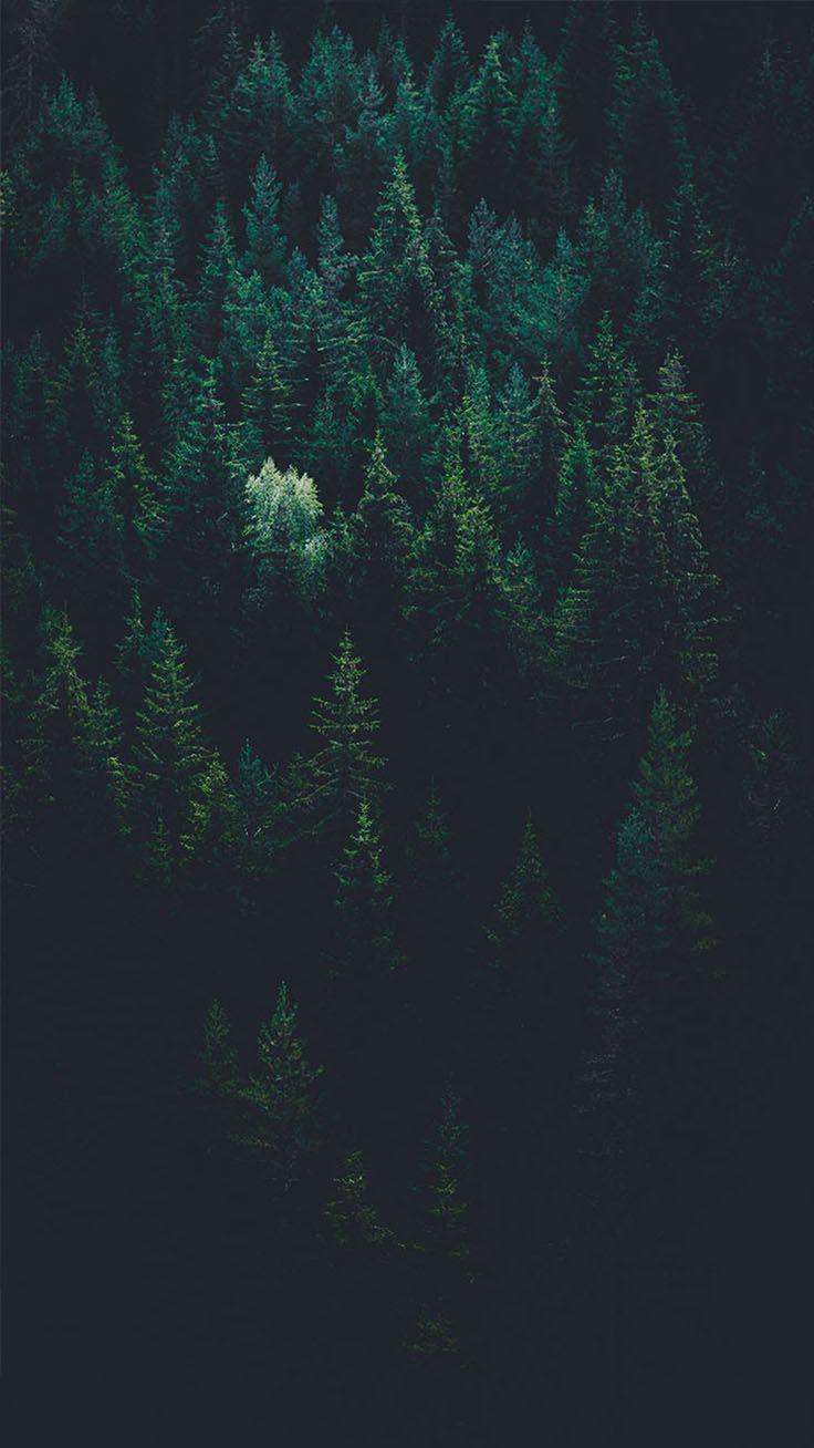 Black Forest iPhone Wallpapers Top Free Black Forest iPhone