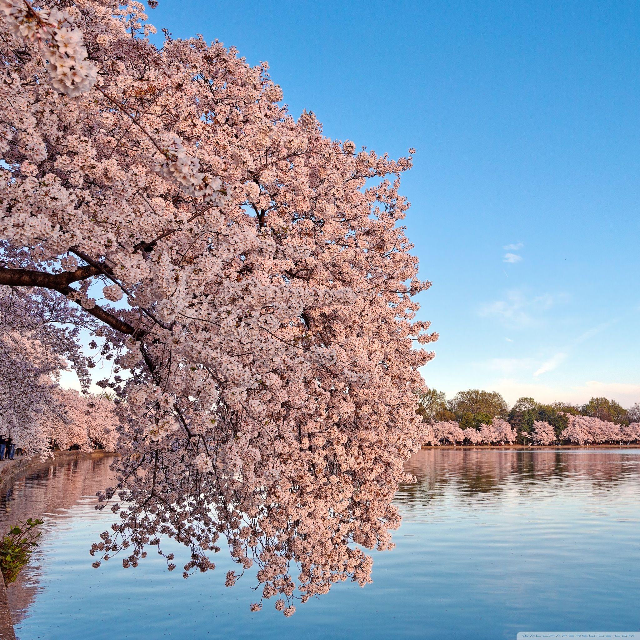 Washington DC Cherry Blossom Wallpapers Top Free Washington DC Cherry