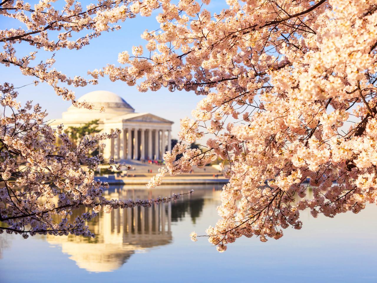 Washington DC Cherry Blossom Wallpapers Top Free Washington DC Cherry