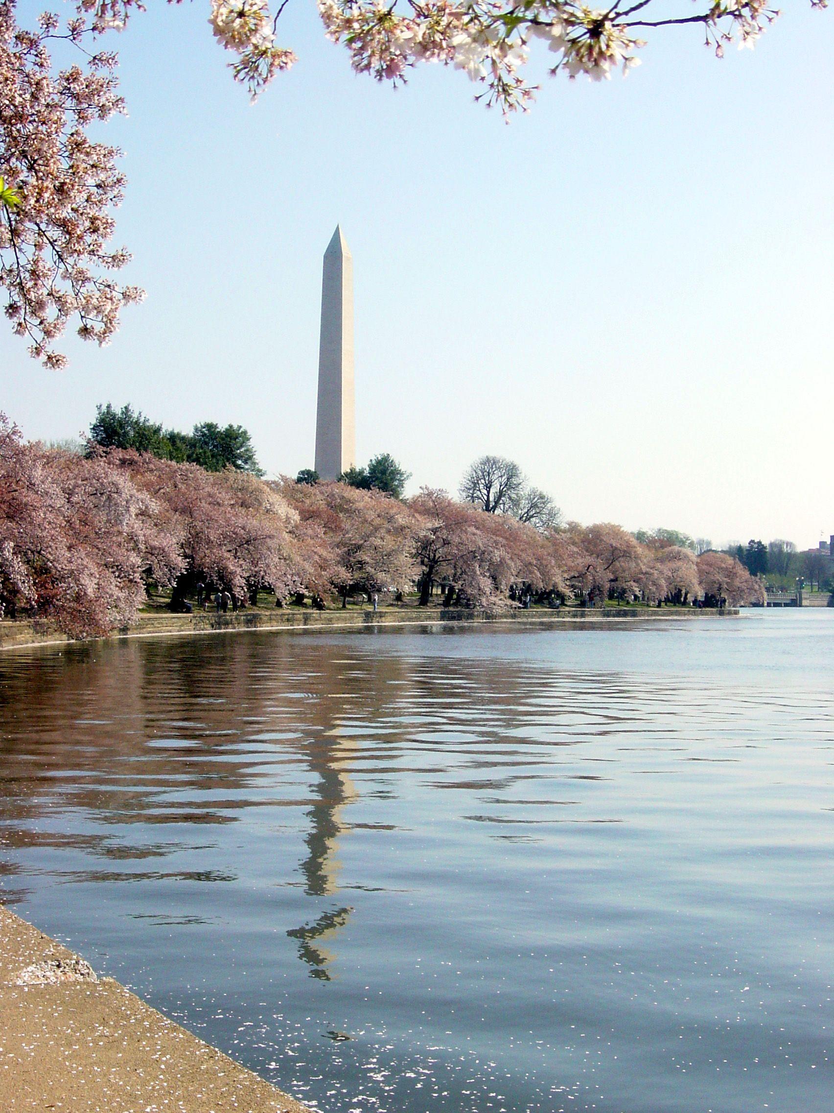 Washington DC Cherry Blossom Wallpapers Top Free Washington DC Cherry
