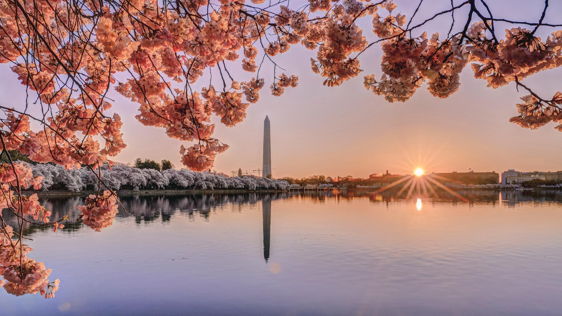 Washington DC Cherry Blossom Wallpapers Top Free Washington DC Cherry
