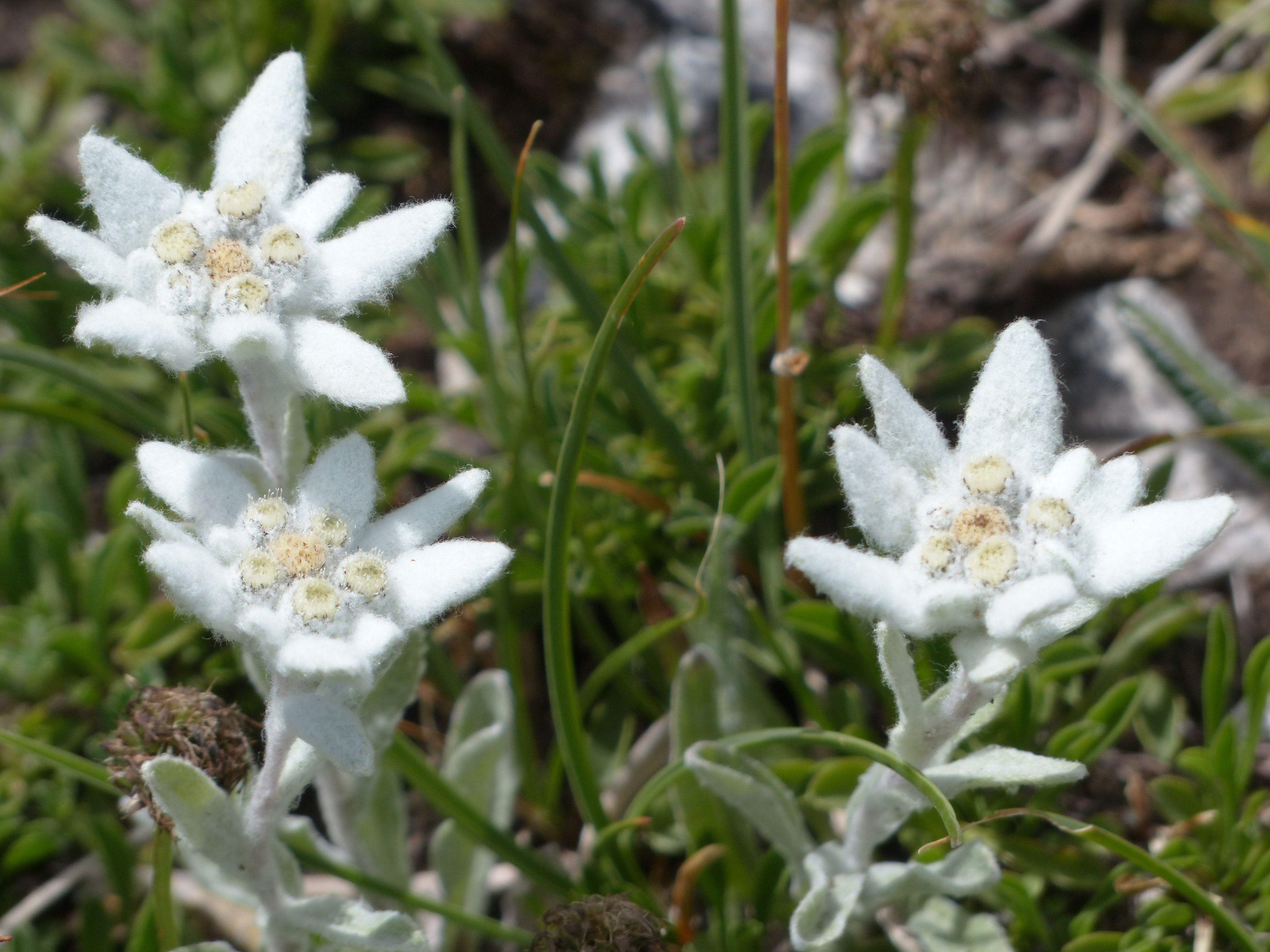 Edelweiss Wallpapers Top Free Edelweiss Backgrounds WallpaperAccess