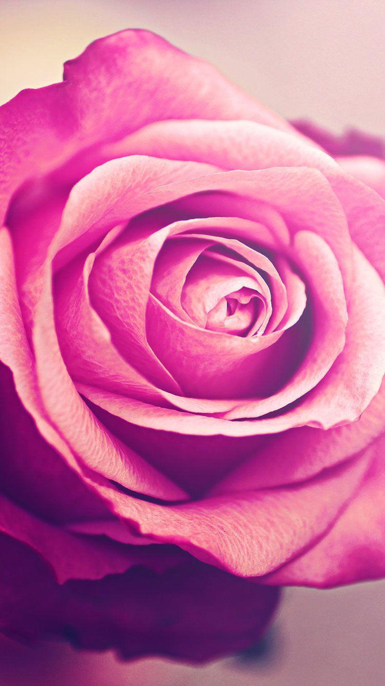 Rose Flowers iPhone 6 Wallpapers Top Free Rose Flowers iPhone 6