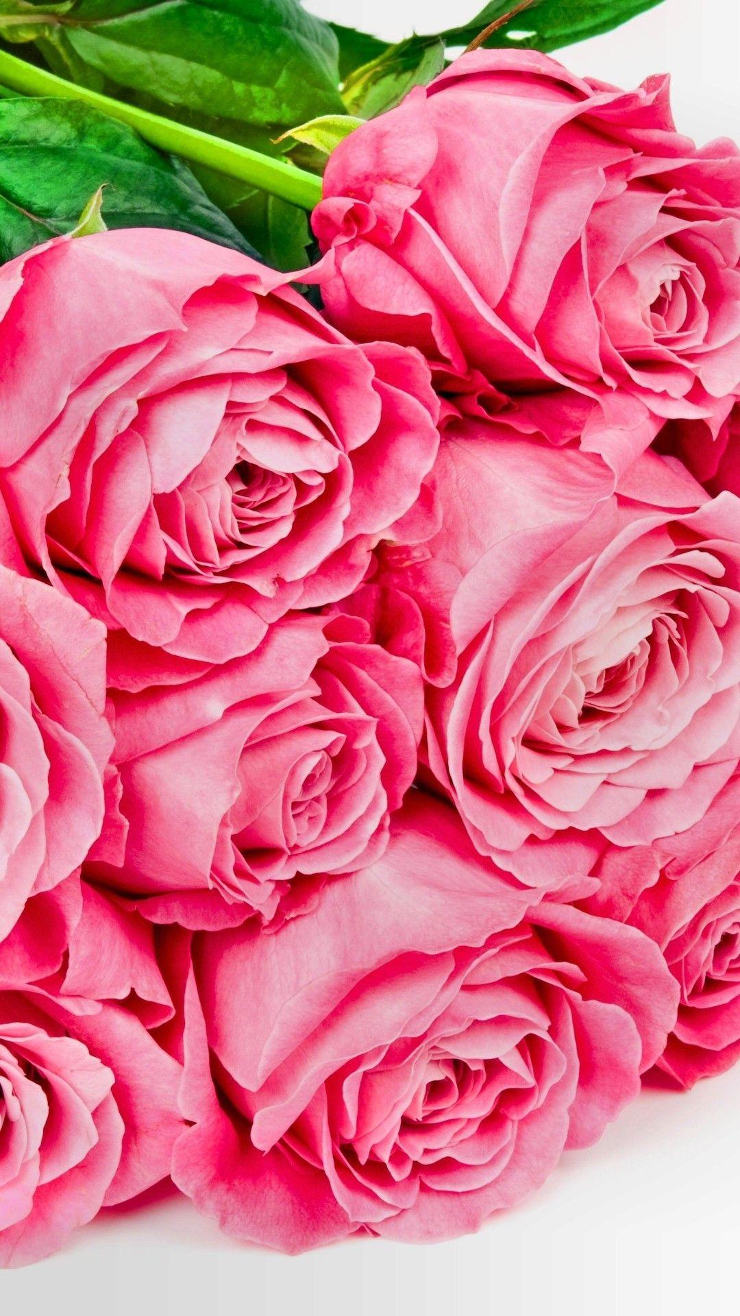 Rose Flowers iPhone 6 Wallpapers Top Free Rose Flowers iPhone 6 Backgrounds WallpaperAccess