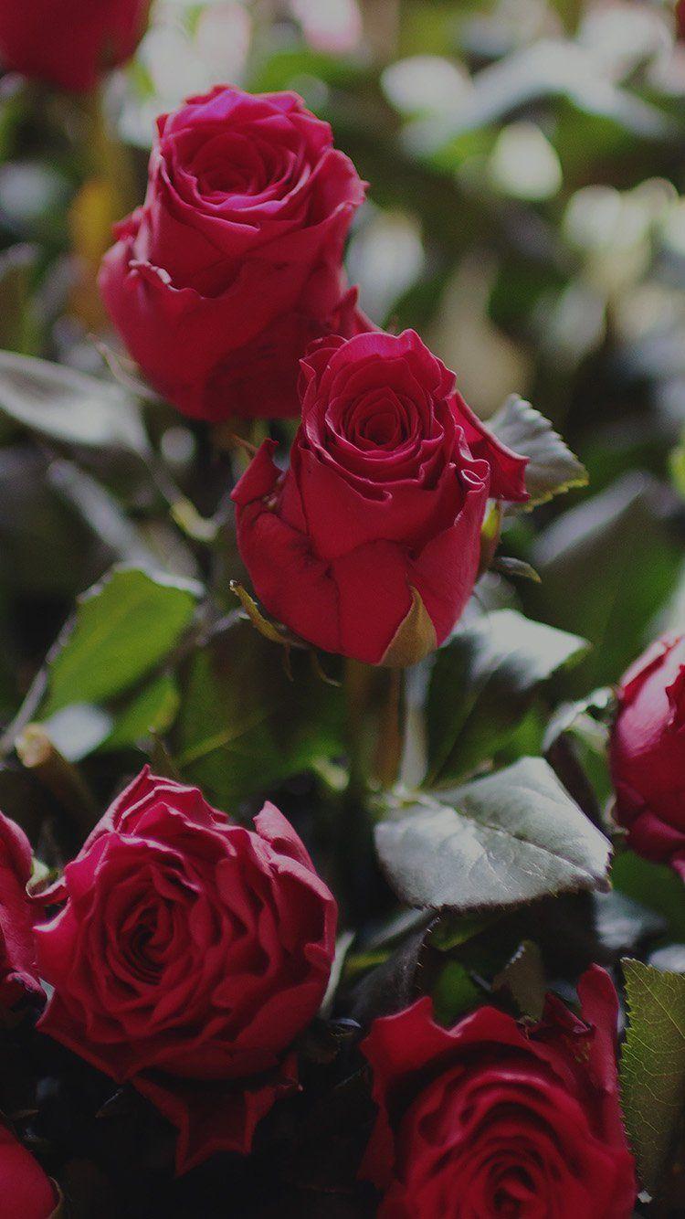 Rose Flowers iPhone 6 Wallpapers Top Free Rose Flowers iPhone 6 Backgrounds WallpaperAccess