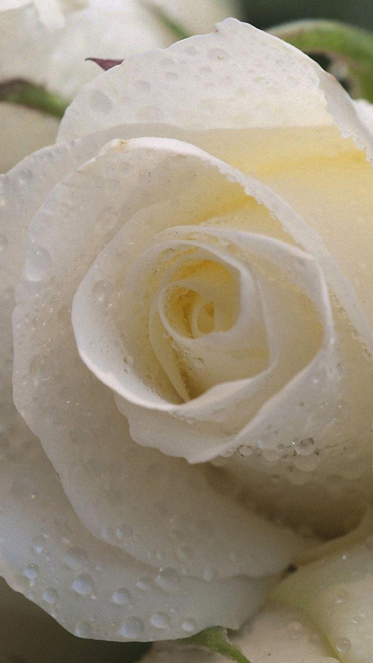 Rose Flowers iPhone 6 Wallpapers Top Free Rose Flowers iPhone 6 Backgrounds WallpaperAccess